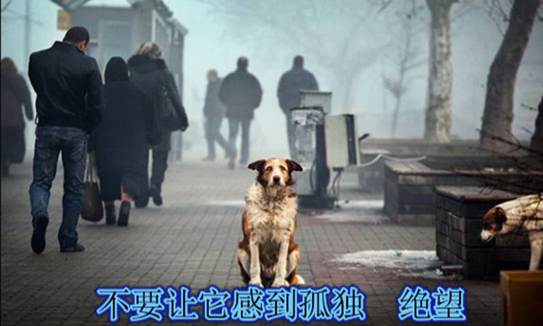 本地本地爱影圈微博微信转发案例